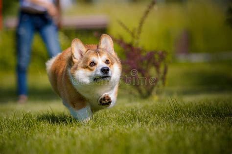 Welsh Corgi Dog Running Fast Stock Photo - Image of canine, outside ...