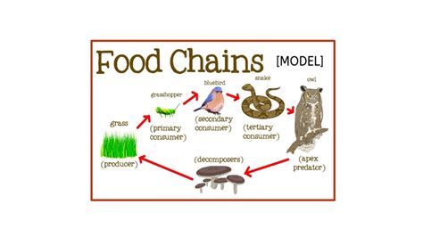 Producer Consumer Decomposer Examples