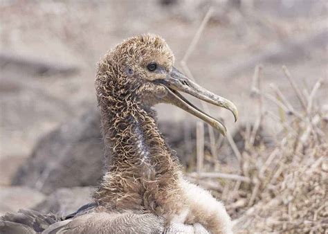 25 Waved Albatross Facts: Largest Galapagos Bird (It has 8ft Wingspan ...