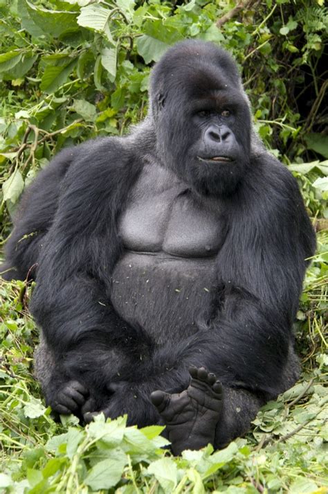 Silverback dominant male Mountain Gorilla, Volcanoes National Park ...