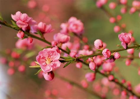 Cherry Blossom Vietnam