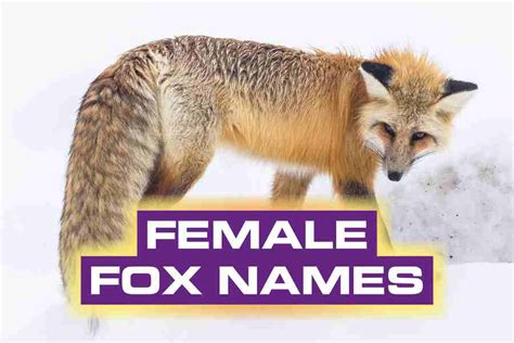 150 Female Fox Names: A Guide To Finding The Perfect Name