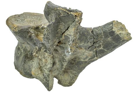 7" Fossil Iguanodon (Mantellisaurus) Vertebra - England (#206511) For ...