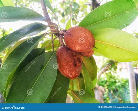 Close up Sapodilla fruit stock photo. Image of including - 258386248