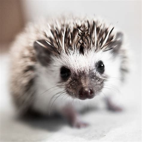 Baby African pygmy hedgehog | Cute animals, Pygmy hedgehog, Baby hedgehog