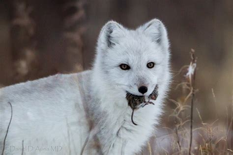 Arctic Fox and Lemming 5934 | Daniel D'Auria | Flickr