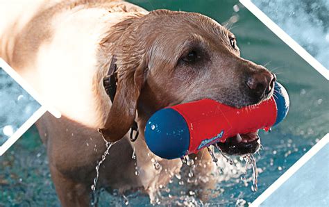 Dog Swimming Pools | Pet Boarding and Daycare Magazine