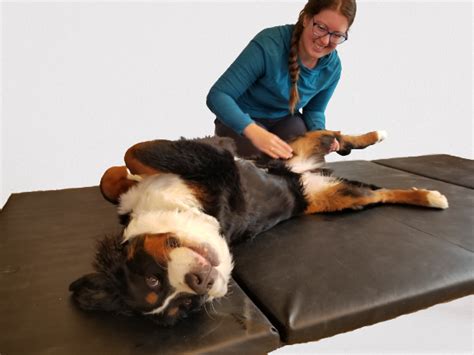 Massage Therapy - Animal Rehabilitation