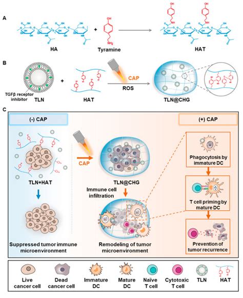 纳米人-Biomaterials：外部冷大气等离子体响应原位水凝胶可重塑肿瘤免疫微环境