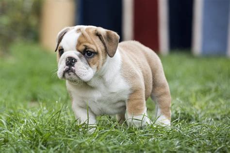 English Bulldog Puppies Backyard Playing Young Dogs Stock Image - Image of canine, domestic ...