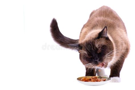 Portrait Brown Snowshoe Siamese Cat Eating Food from Bowl, Isolated on ...