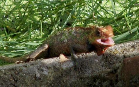 Lizard's Teeth - India Travel Forum | IndiaMike.com