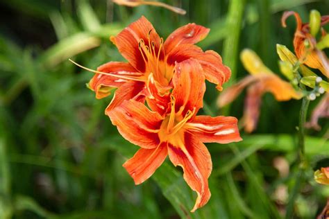 How to Grow and Care for Fire Lily