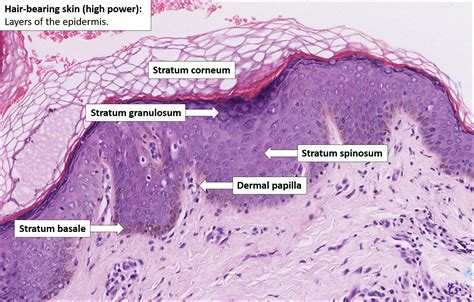 human skin anatomy