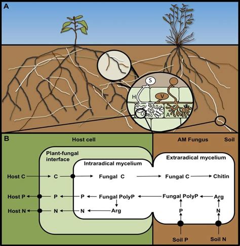 Mycorrhizal Fungi Diagram