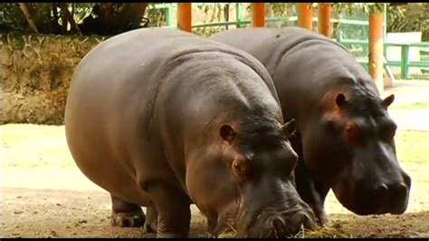 Adorable Baby Hippo and Baby Giraffe - YouTube