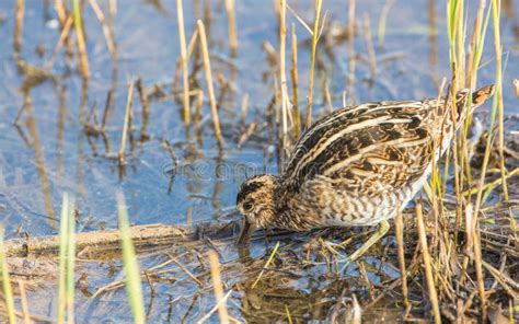 Snipe bird stock photo. Image of life, animals, filipines - 29052222