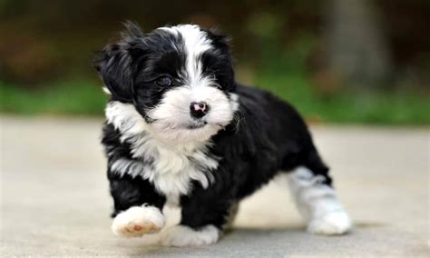 Interesting and Surprising Facts About Havanese Dogs - Our Dog Breeds