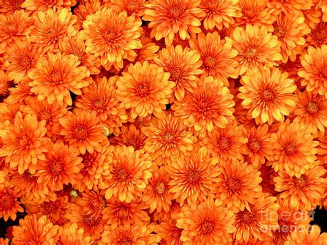 Orange Mums Photograph by Christine Stack