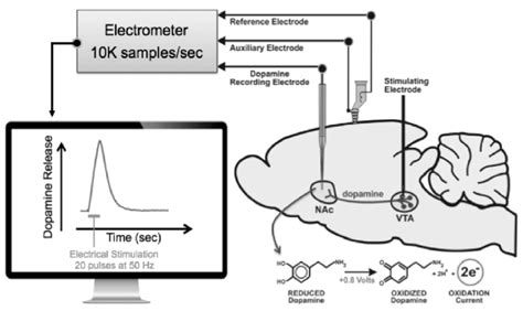 Experimental design. In vivo fixed potential amperometry with carbon... | Download Scientific ...