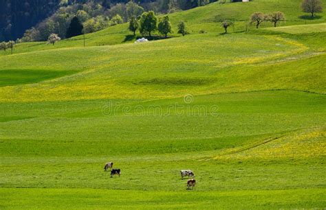 Swiss Landscape Countryside during Spring Season Stock Image - Image of swiss, vacation: 39987101