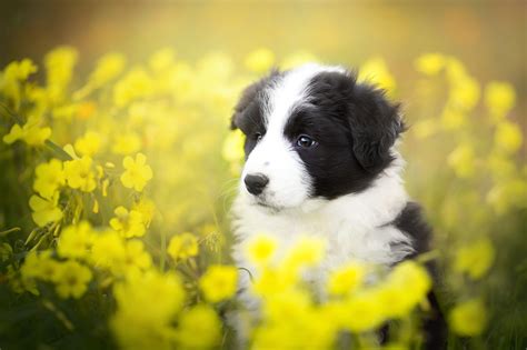 Puppies and Flowers Wallpapers (63+ images)