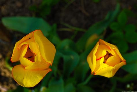 Spring Tulips – FREEBigPictures.com