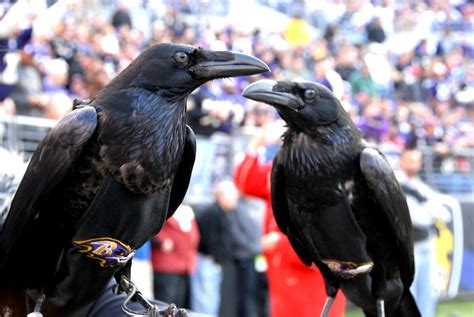 Raven mascot of the Baltimore Ravens Football Team DSC_874… | Flickr