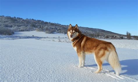 Dog Breed Information: Just how rare is the Red Husky? - K9 Web