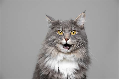 How to Stop the Cat from Yowling or Excessively Meowing. (Blog #93) - NutriSource Pet Foods