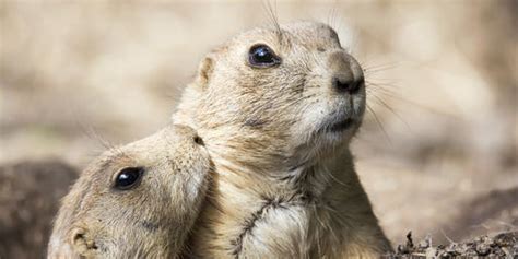 Can You Name These Nebraska Animals?