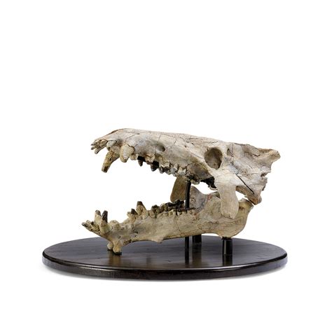 A FOSSIL ENTELODONT OR SKULL