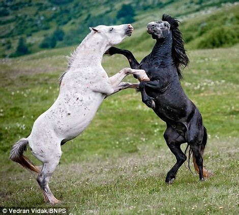 Battle of the stallions: Male horses attack each other in show of strength for control of ...