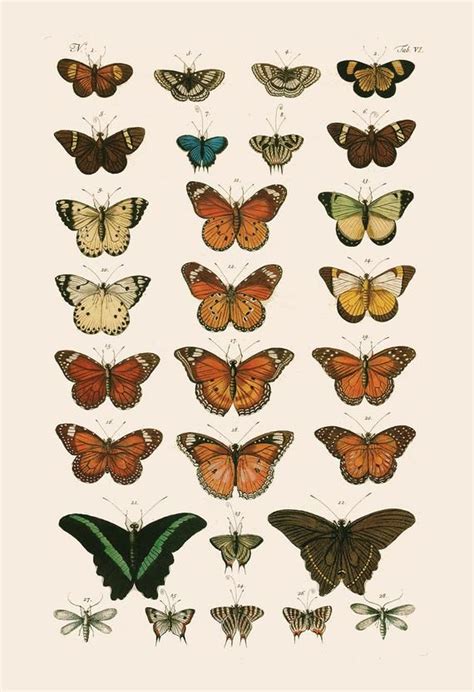 VINTAGE BUTTERFLY PRINT- High Quality Reproduction - Old Nature Print Butterfly Art Antique ...