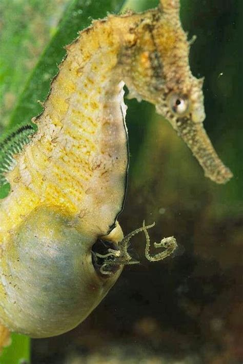 Sea horse giving birth | Beautiful sea creatures, Male seahorse, Ocean ...