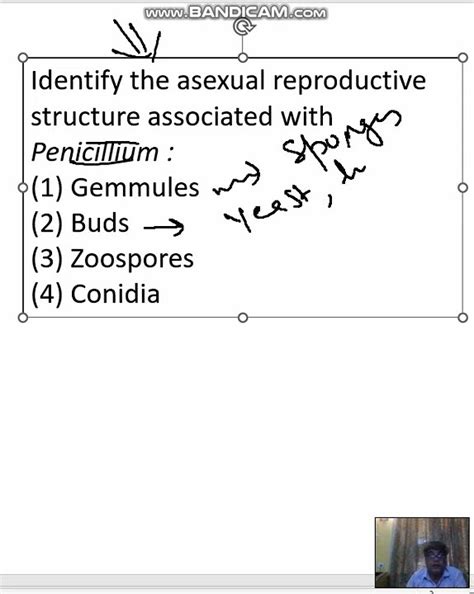 Identify the asexual reproductive structure associated with Penicillium ...