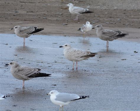 Anything Larus: First Cycle Herring Types