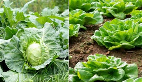 Cabbage vs Lettuce - What’s the Real Difference?