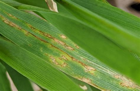 Bacterial Leaf Blight Developing in Winter Wheat