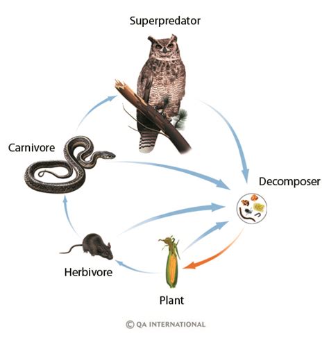 The food chain of living things | The Visual Dictionary