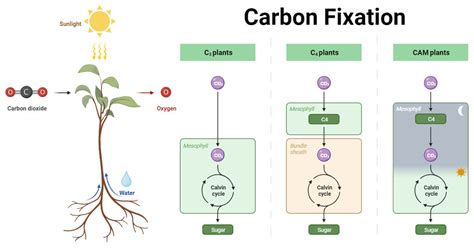 Carbon Fixation: Processes, Pathways, and Implications