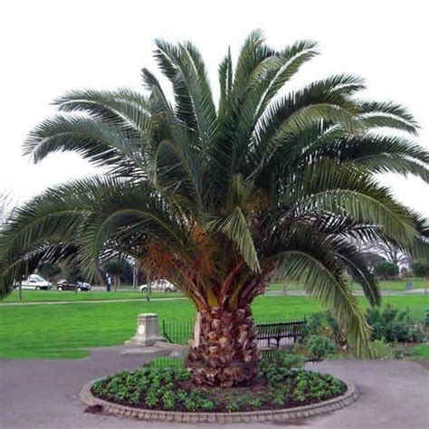 Canary Island Date Palm Seeds (Phoenix canariensis) - Price €2.75