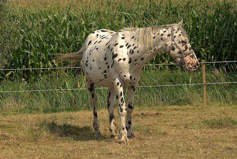 The Mane Point: Knabstrupper – A-Z Intriguing Horse Breeds in Pictures