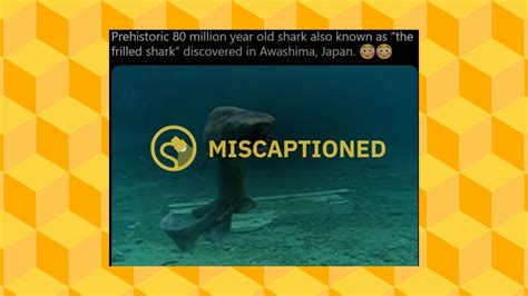 Is This an 80-Million-Year-Old Shark? | Snopes.com