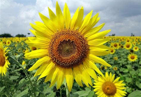 50 Important uses of sunflower leaves - All Uses of