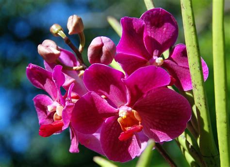 Hawaiian Orchids | Taken at the Foster Botanical Gardens in … | Flickr