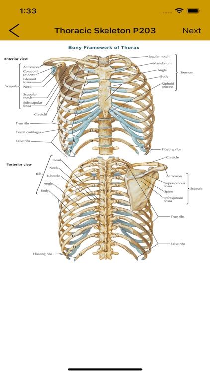 Anatomy Flashcard by gatorcadedotcom