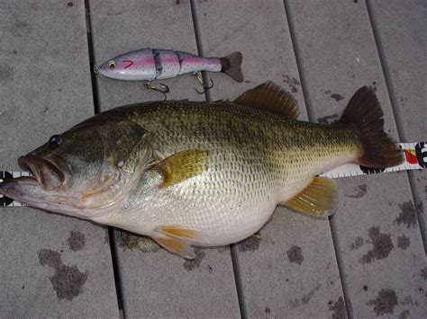 The World Record (fly) largemouth bass | Bloodydecks