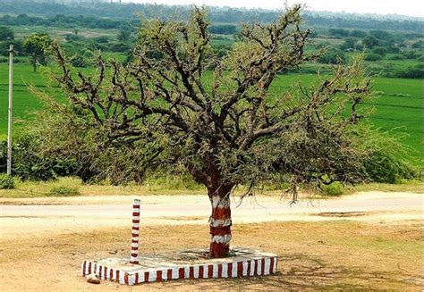 Telangana State Symbols of Animal, Bird, Flower, Tree Icons | PATHAN KHAN