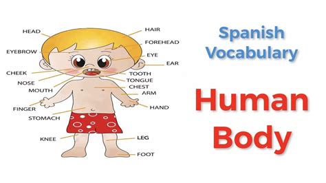 How to call human body parts in Spanish? ★ Spanish Vocabulary ★ Learn Spanish Language - YouTube